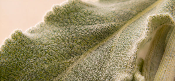 Mullein Leaf Extract